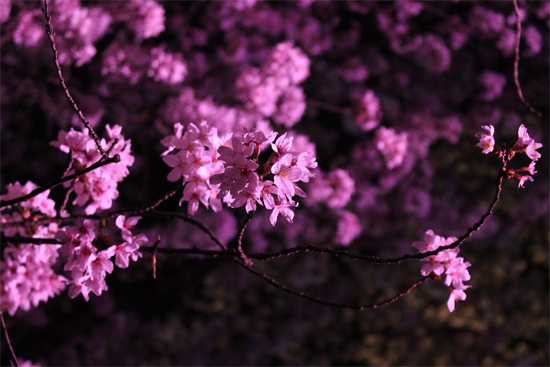 姫路城夜桜