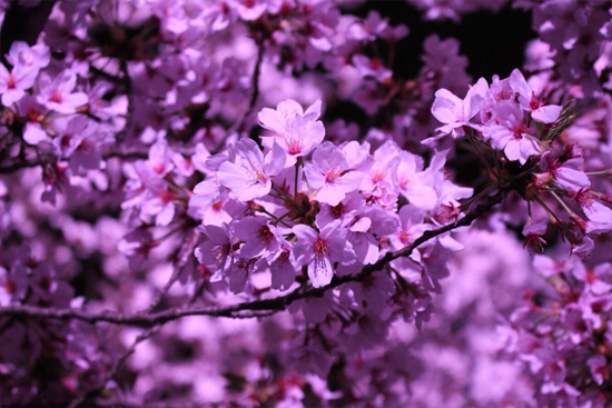 姫路城夜桜