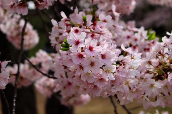 姫路桜